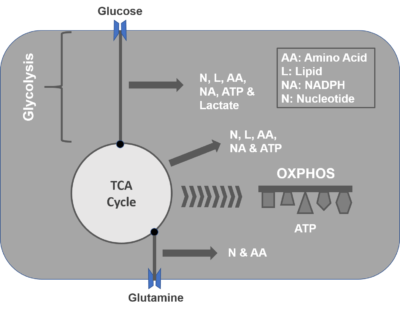 Glucose Process