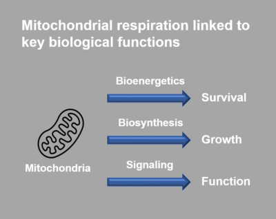 Mitochondria Respiration